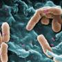 pseudomonas.jpg